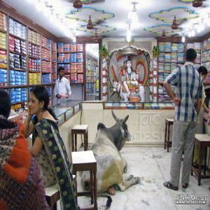 Only in India - Cow at Shop