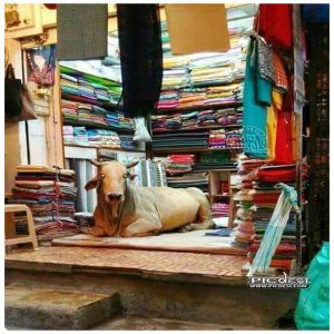 Cow in Shop Only in India