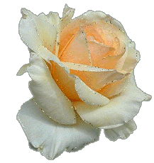 White Rose Glitter Flowers Picture