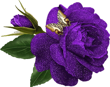Purple Rose and Butterfly Flowers Picture