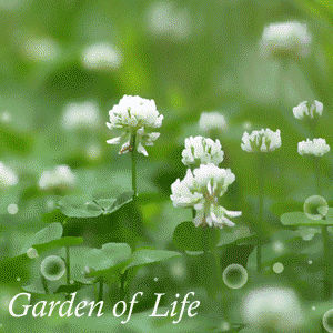 Flower Garden of Life Animated Picture Flowers Picture