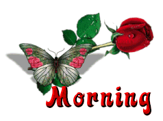 Morning Butterfly on Rose Good Morning Picture