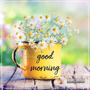 Good Morning Flowers Pot Image